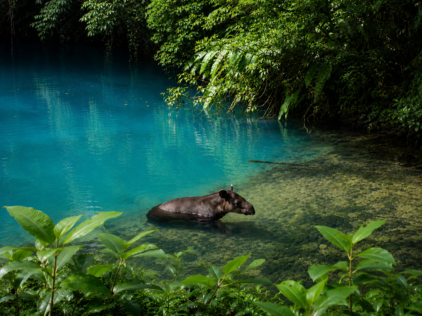 Rio Celeste