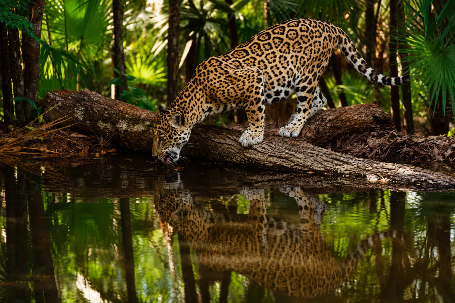 Tortuguero canals and rainforest wildlife, Costa Rica